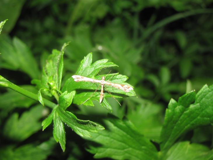 Pterophoridae da ID (2)